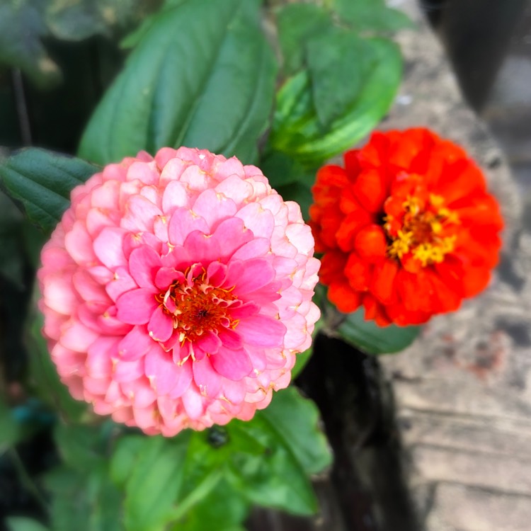 plant image 1156498