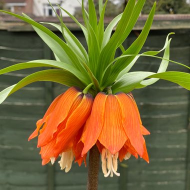 Fritillaria imperialis
