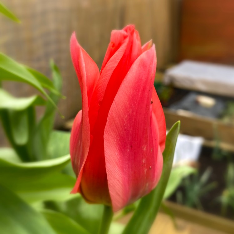 plant image 1248831