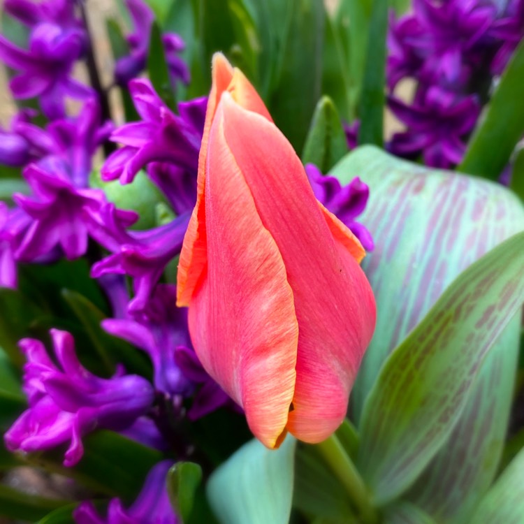 plant image 1248832