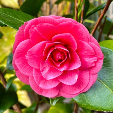 Camellia