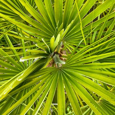 Trachycarpus fortunei syn. Chamaerops fortunei, Chamaerops excelsa