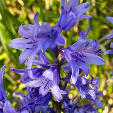 Hyacinthoides hispanica