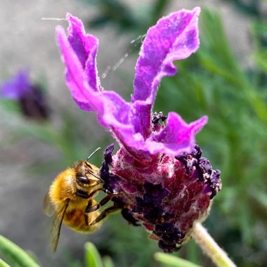 Lavandula stoechas