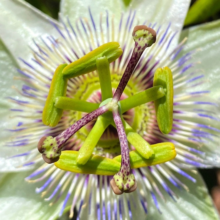 plant image 1331165 plant image 1331165