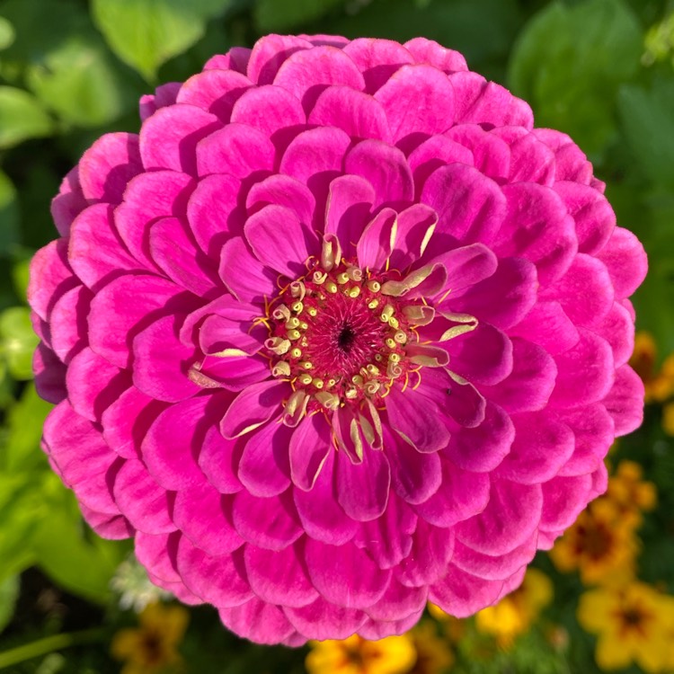 plant image 1373721