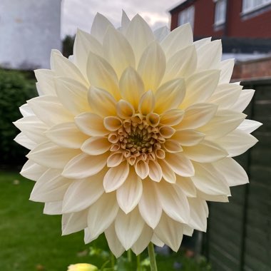 Dahlia 'Cafe au Lait'