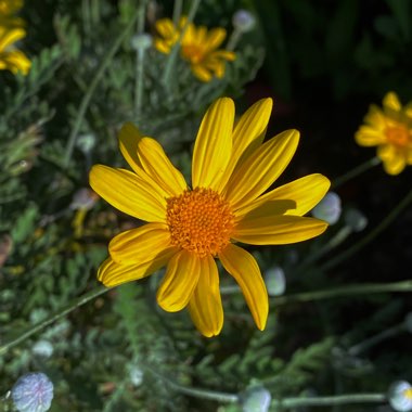 Euryops pectinatus 'Silver Star'