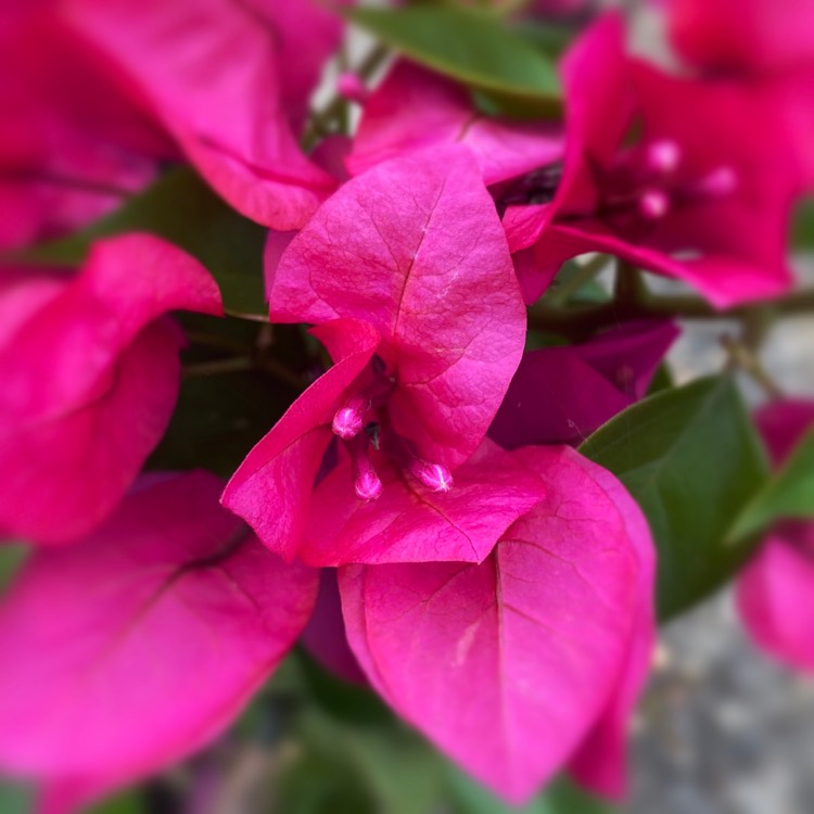 Plant image Bougainvillea 'Vera Deep Purple'