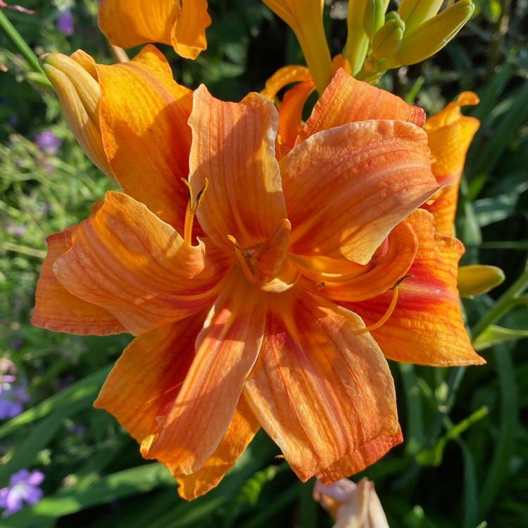 plant image 1509158 plant image 1509158