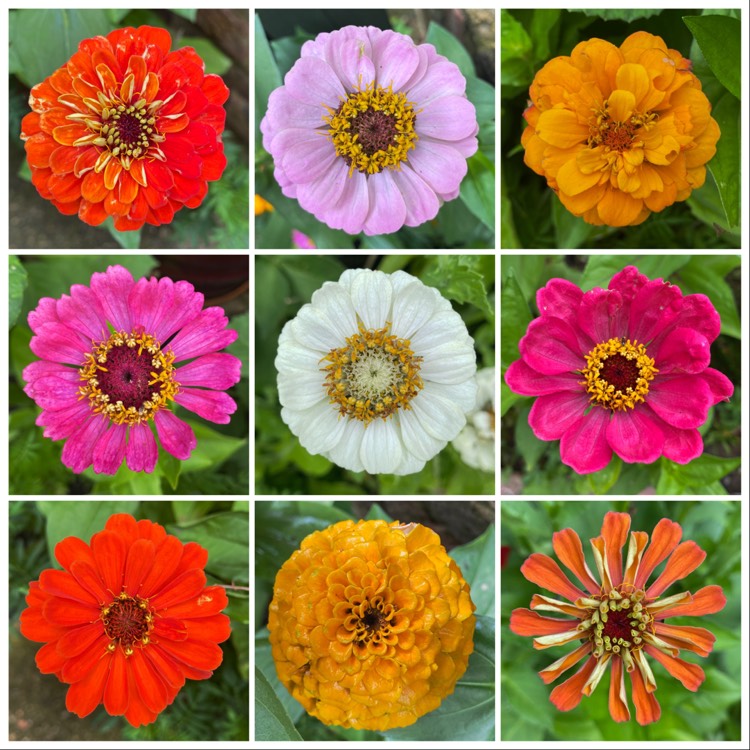 plant image 1514782