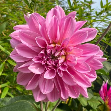 Dahlia (Border Varieties)