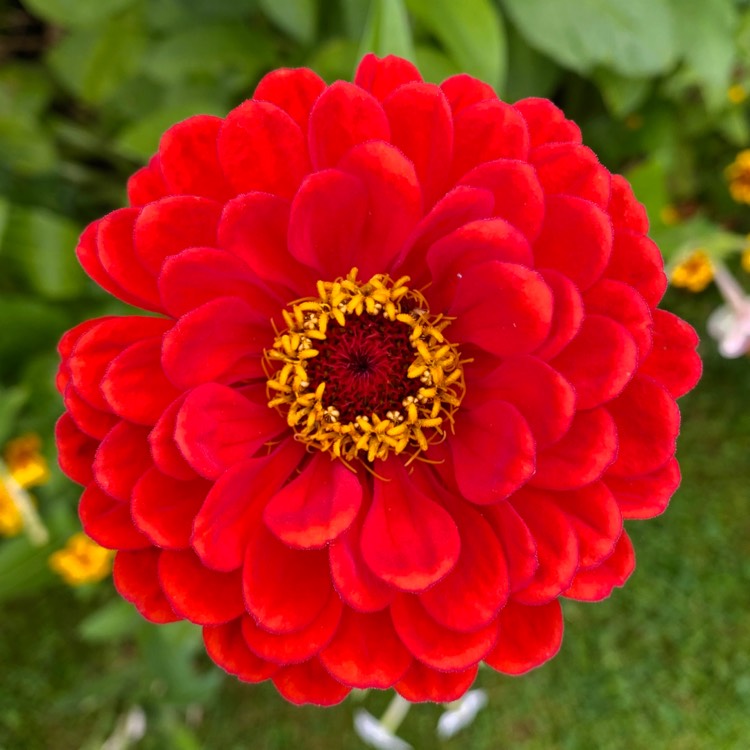 plant image 1531061