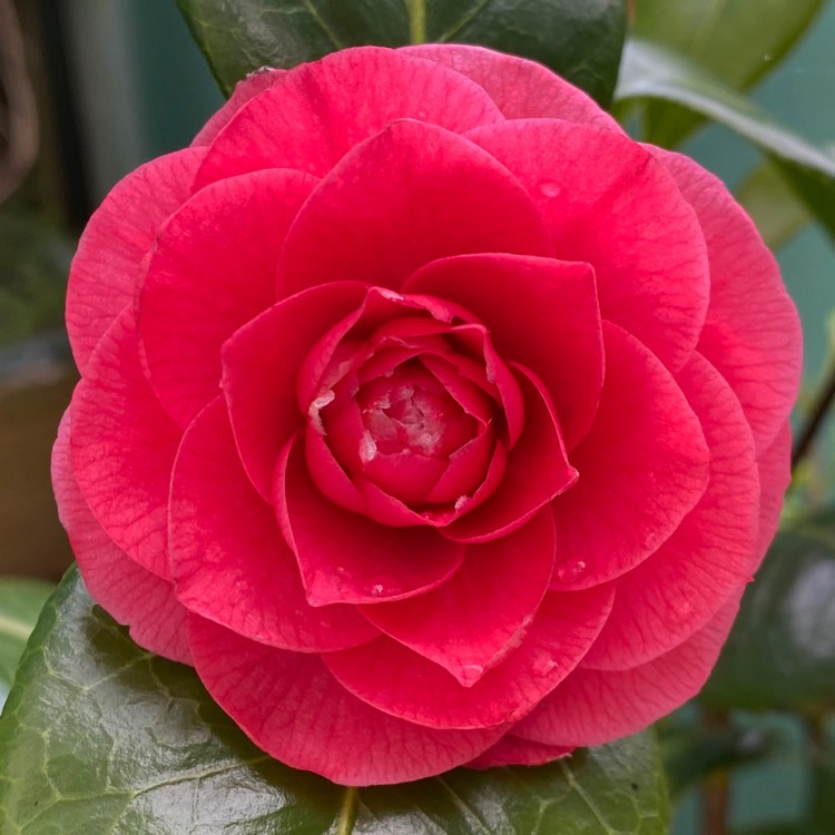 plant image 1566983 plant image 1566983