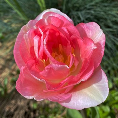 Tulipa 'Angelique'