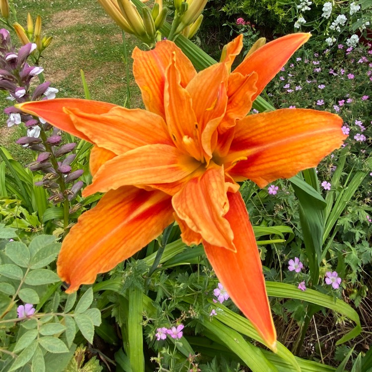 plant image 1604178 plant image 1604178