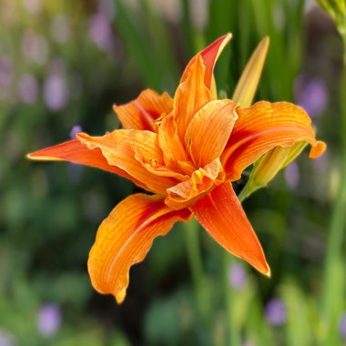 Hemerocallis fulva