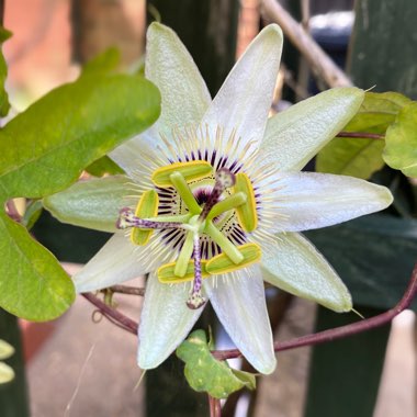 Passiflora caerulea 'White Lightning'