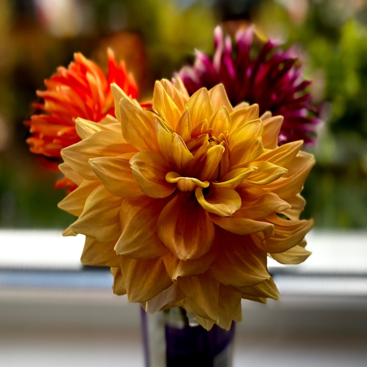 plant image 1624632 plant image 1624632