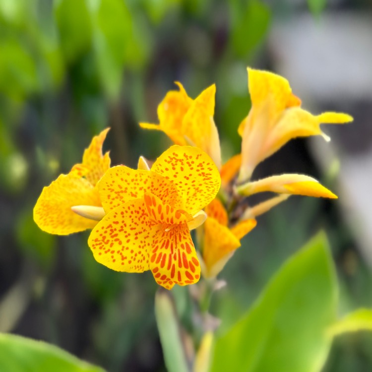 plant image 1629414 plant image 1629414