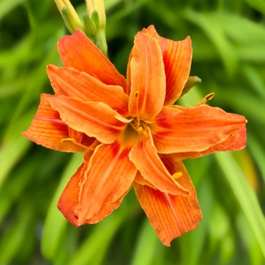 Daylily (Species) Common Orange Daylily