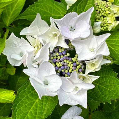 Hydrangea