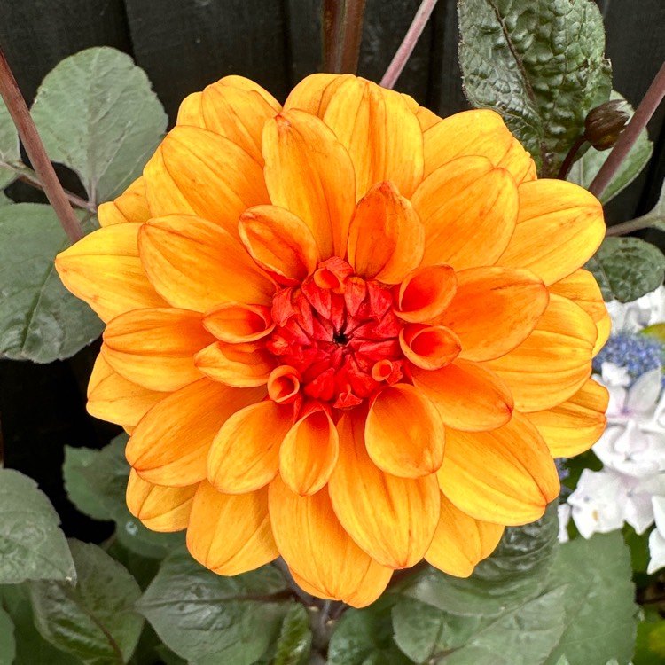 plant image 1677641