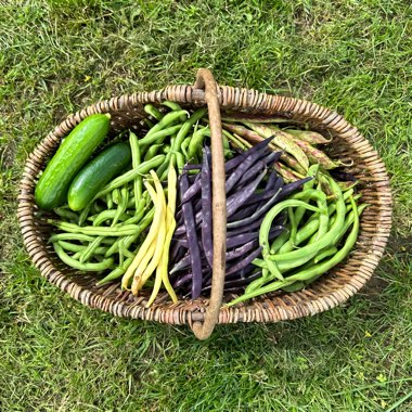 Tom's garden