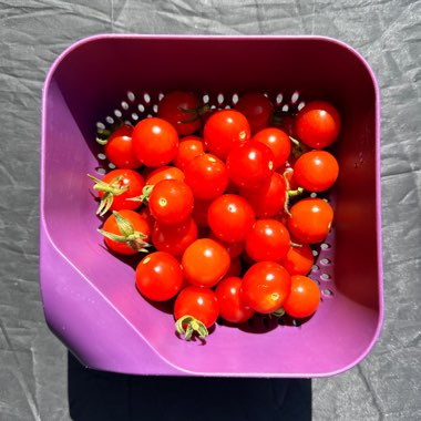 Cherry Tomato ‘Cerise'