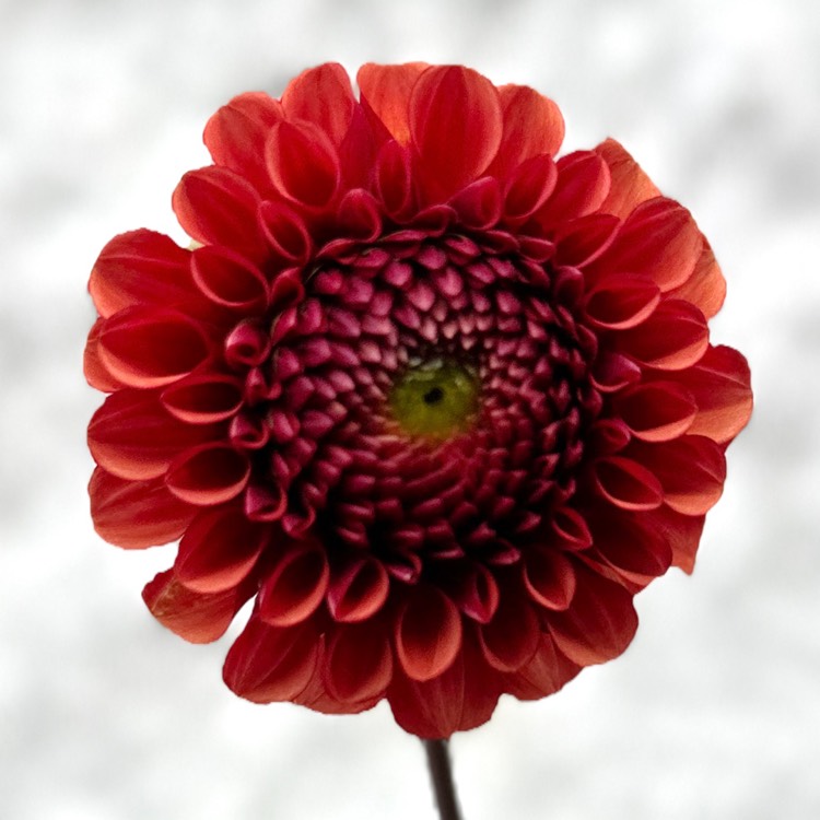 plant image 1683124 plant image 1683124