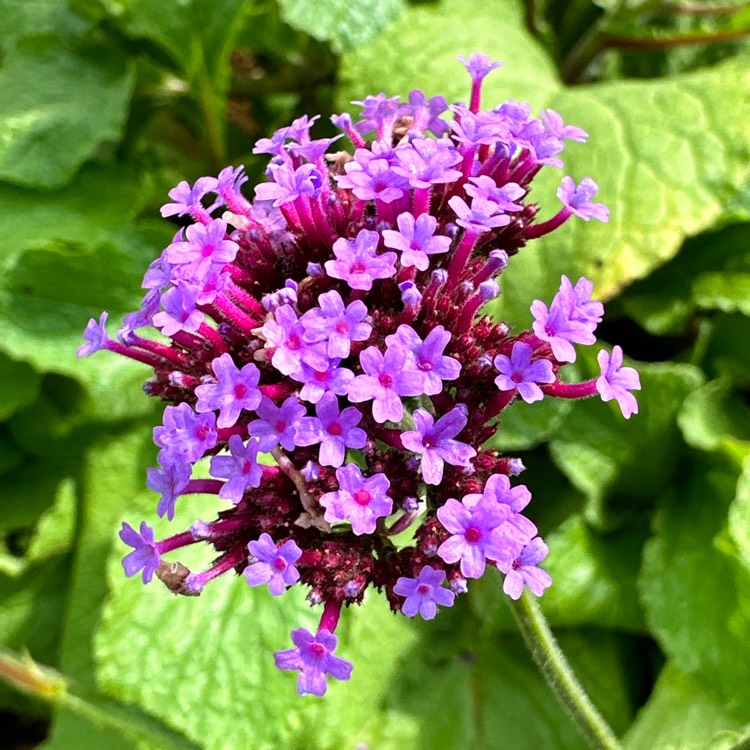 plant image 1685977