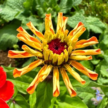 Zinnia 'Button Box Mix'