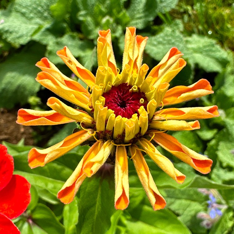 Plant image Zinnia 'Button Box Mix'