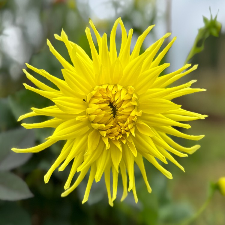 plant image 1689794 plant image 1689794