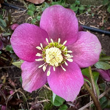 Helleborus