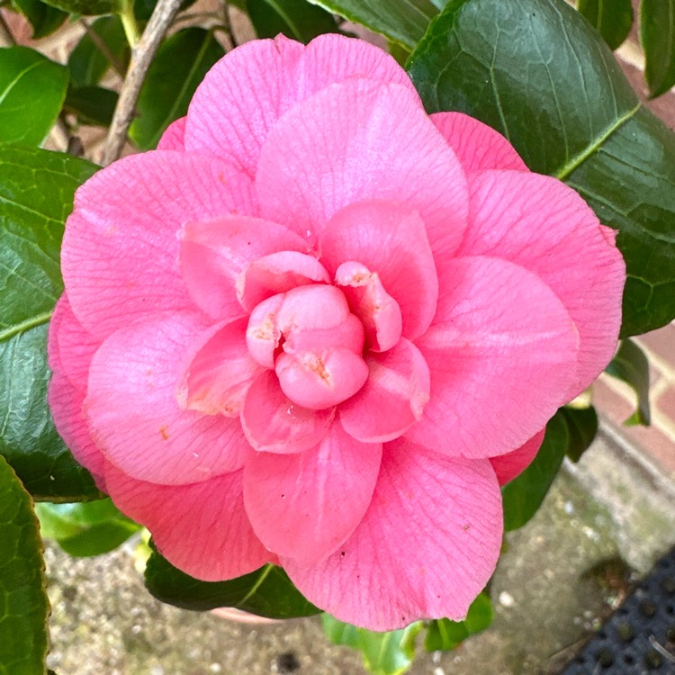 plant image 1700876 plant image 1700876