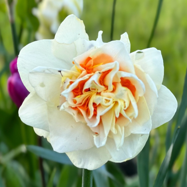 plant image 1707642