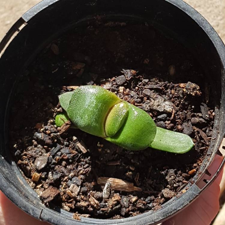Plant image Gasteria Glomerata