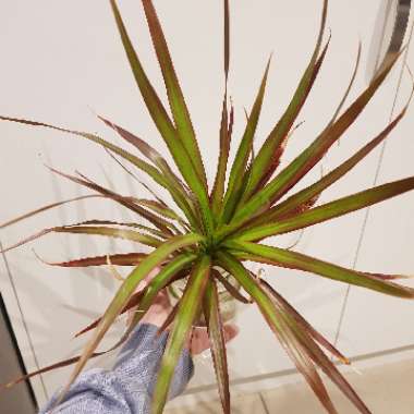 Dracaena marginata 'Tricolour'