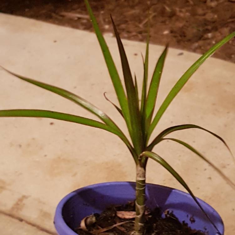 plant image 1126814