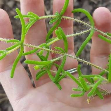 Mesembryanthemum crystallinum