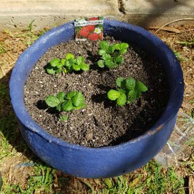 Fragaria x ananassa 'Sweetheart'