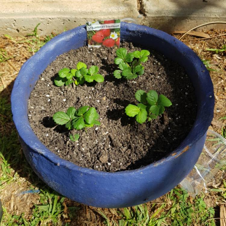 plant image 1163778