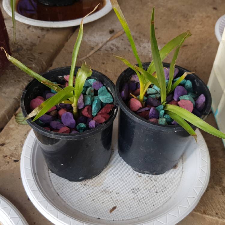 Plant image Dracaena Draco