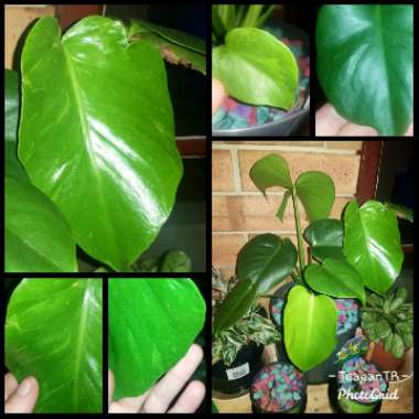 Monstera deliciosa