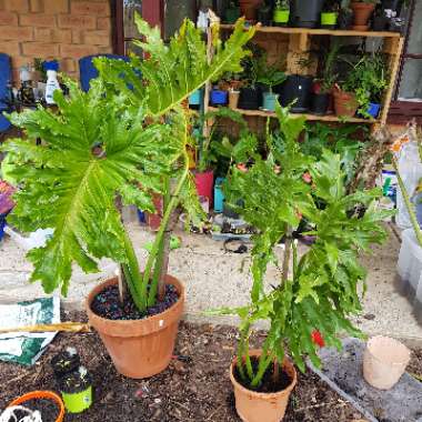 Thaumatophyllum bipinnatifidum syn. Philodendron bipinnatifidum, Philodendron selloum
