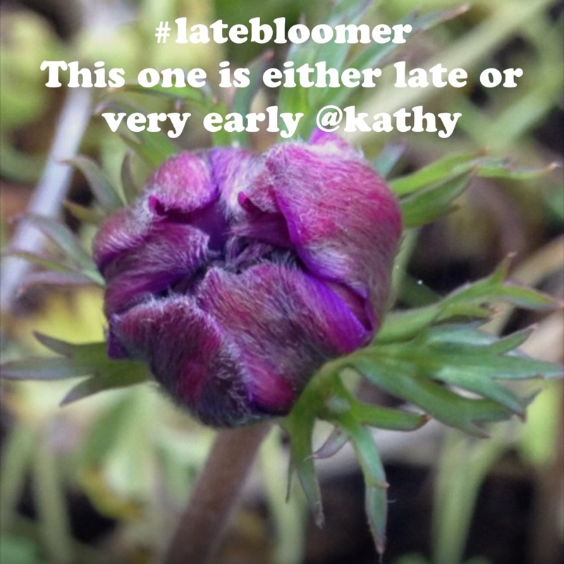 Plant image Anemone coronaria 'St Brigid' (Mix)