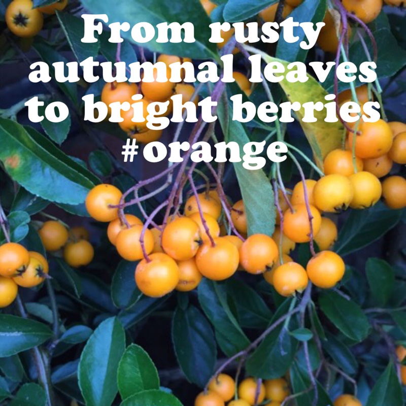 Plant image Pyracantha 'Orange Glow'