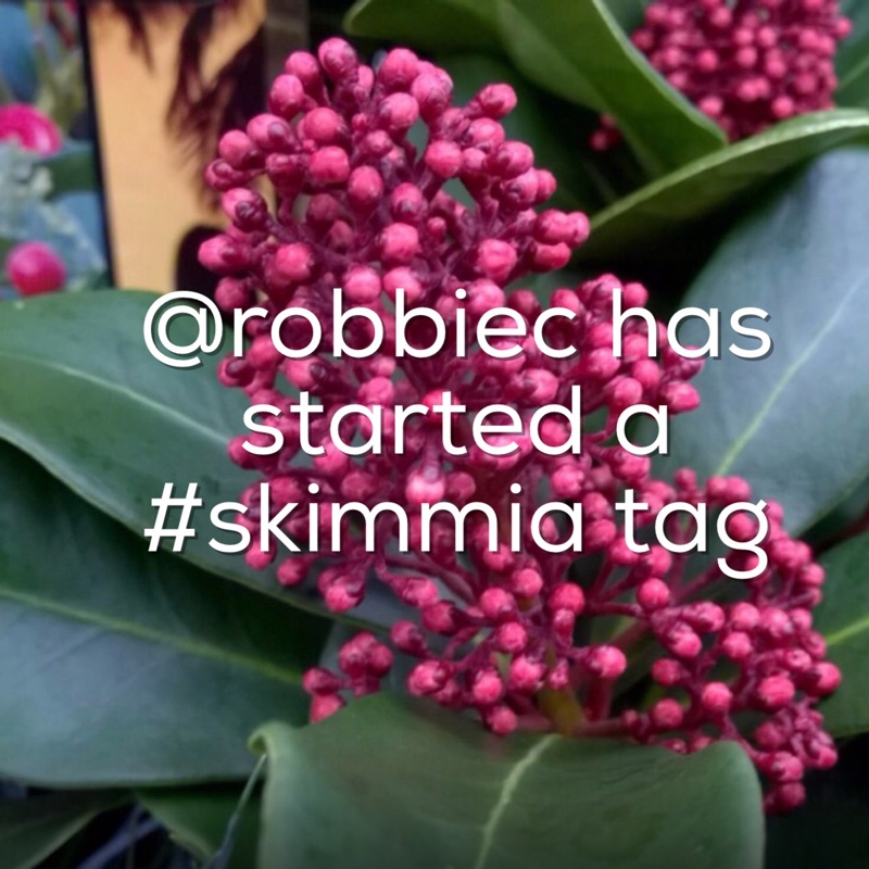 Plant image Skimmia japonica 'Inbolwi' syn. Skimmia japonica 'Intense'