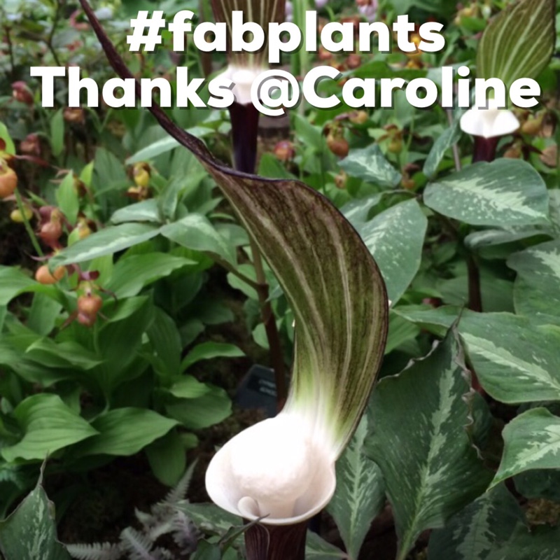Arisaema sikokianum